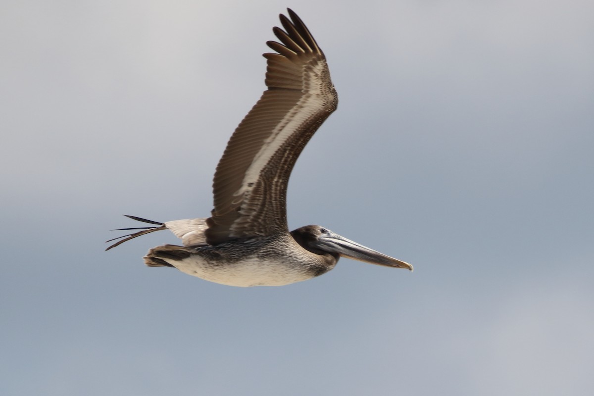 Kahverengi Pelikan - ML647844488