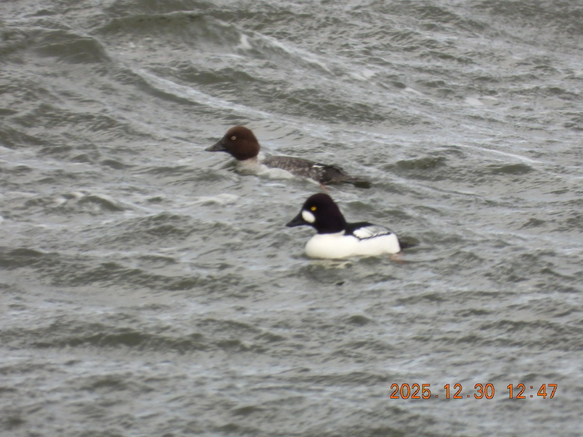 Altıngöz - ML647844489