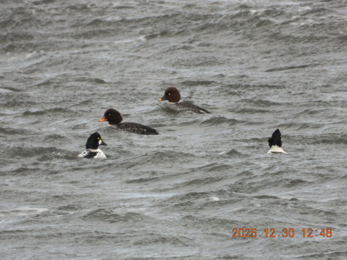 Altıngöz - ML647844490