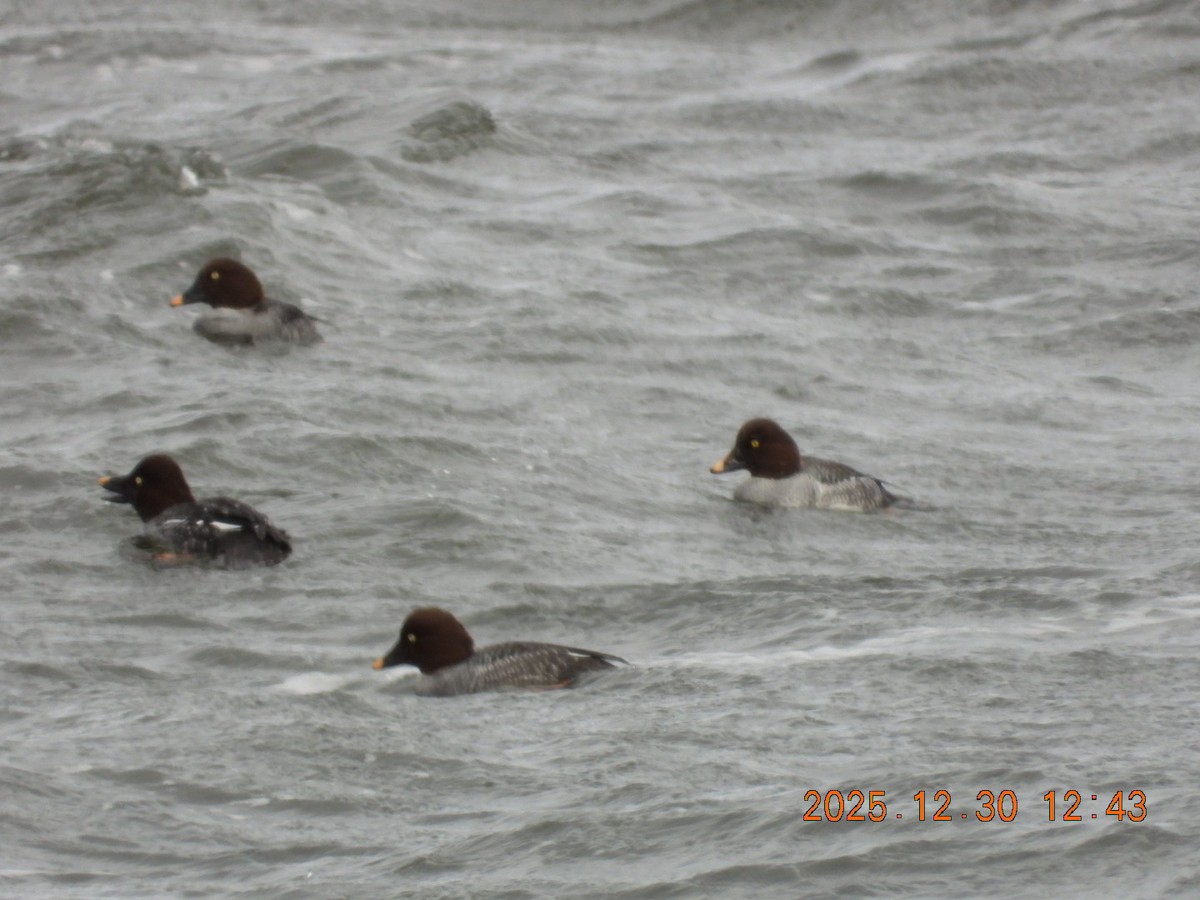 Altıngöz - ML647844491