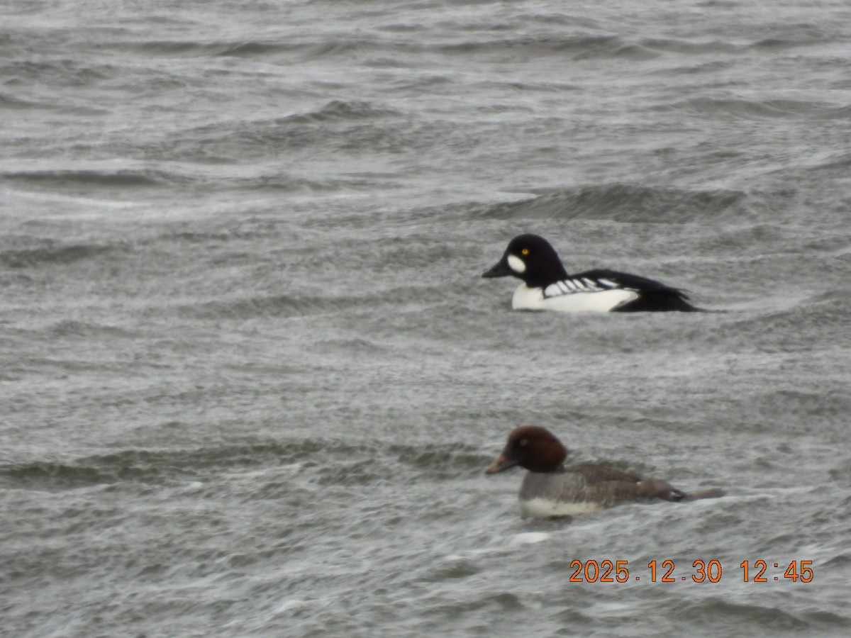 Altıngöz - ML647844492