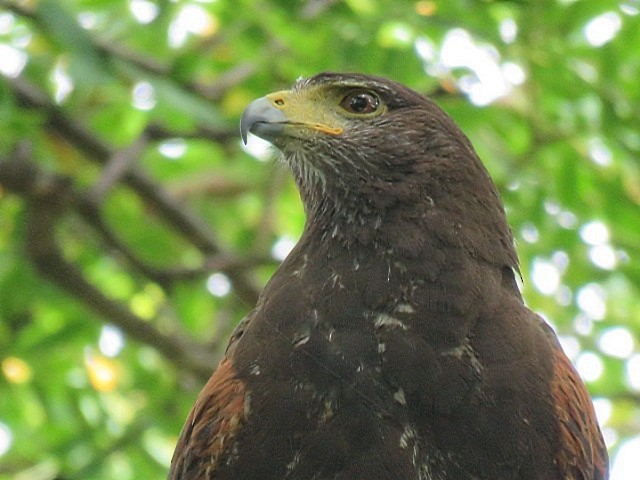 Harris Şahini - ML647844495