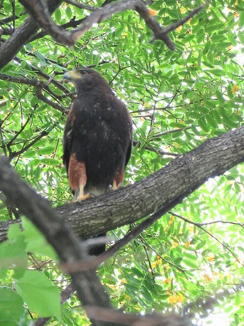 Harris Şahini - ML647844496