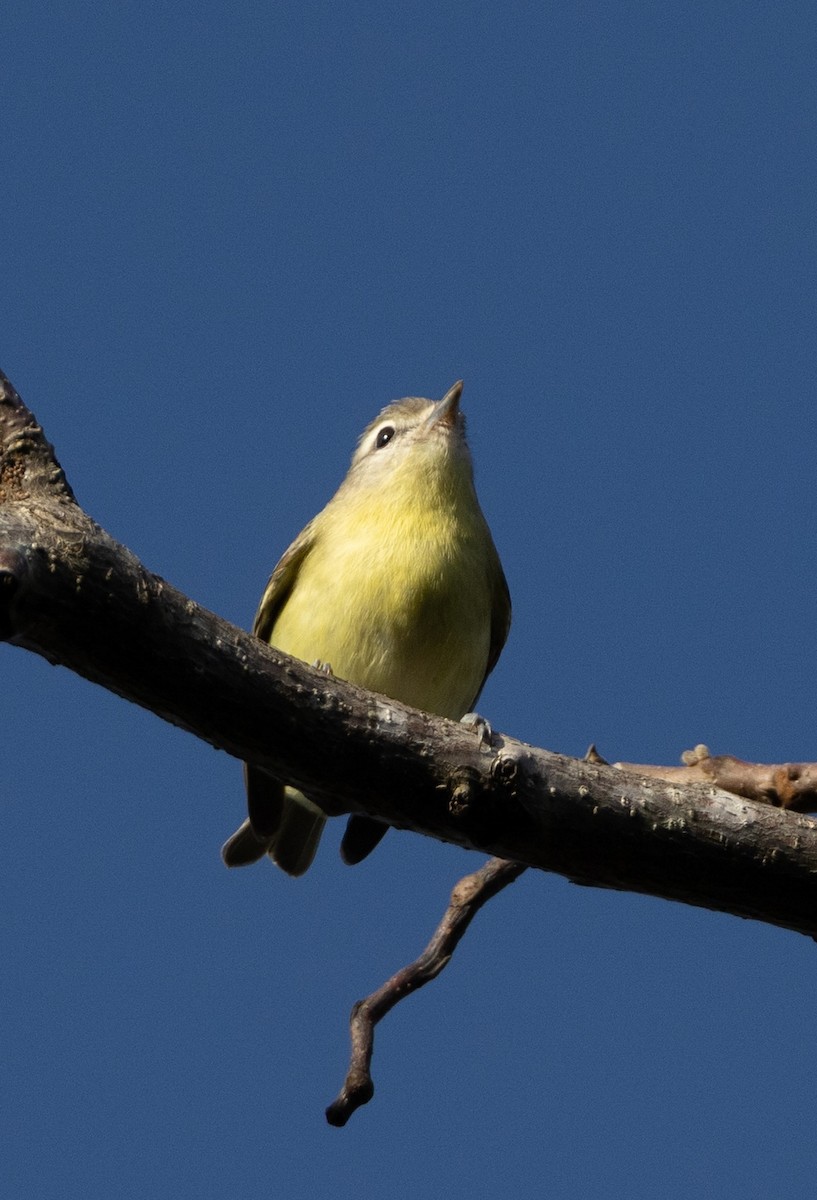 Philadelphia Vireo - ML647844523