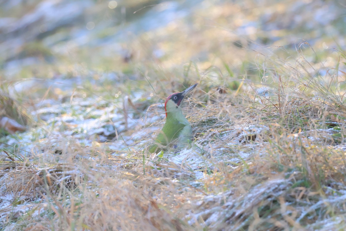 žluna zelená - ML647844545