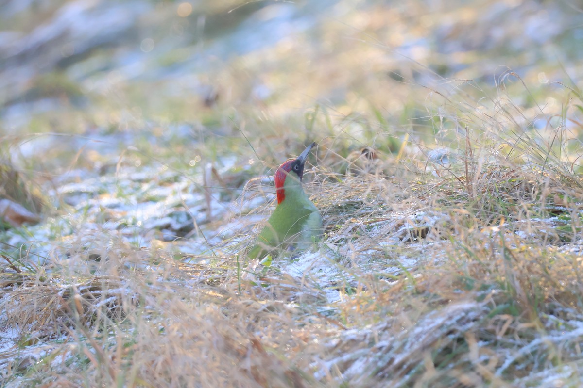 žluna zelená - ML647844546