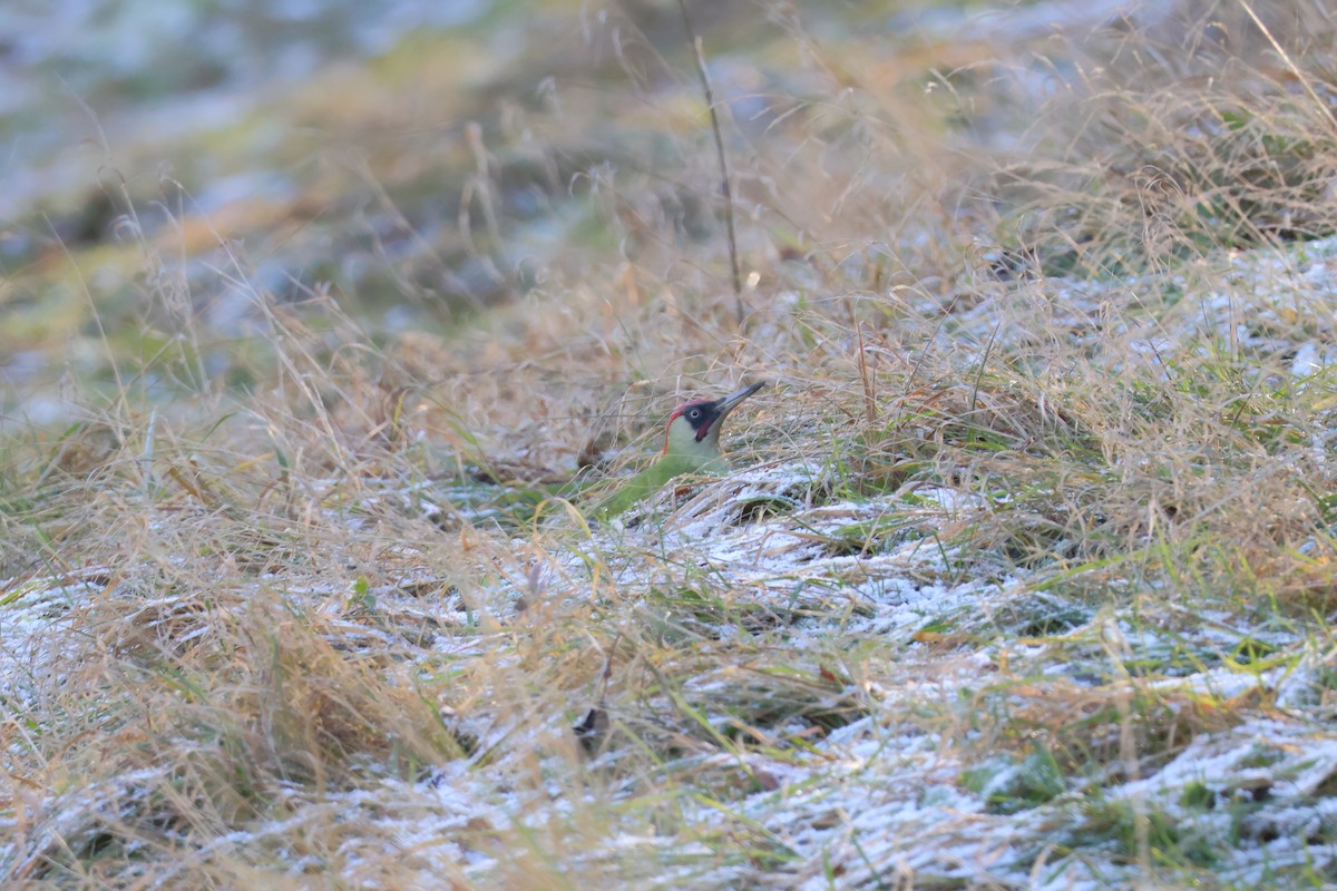 žluna zelená - ML647844547