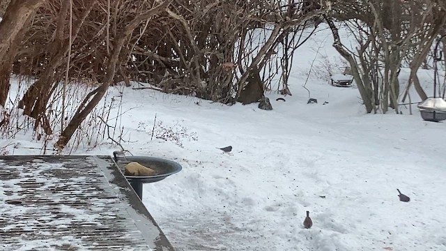 Weißkehlammer - ML647844554