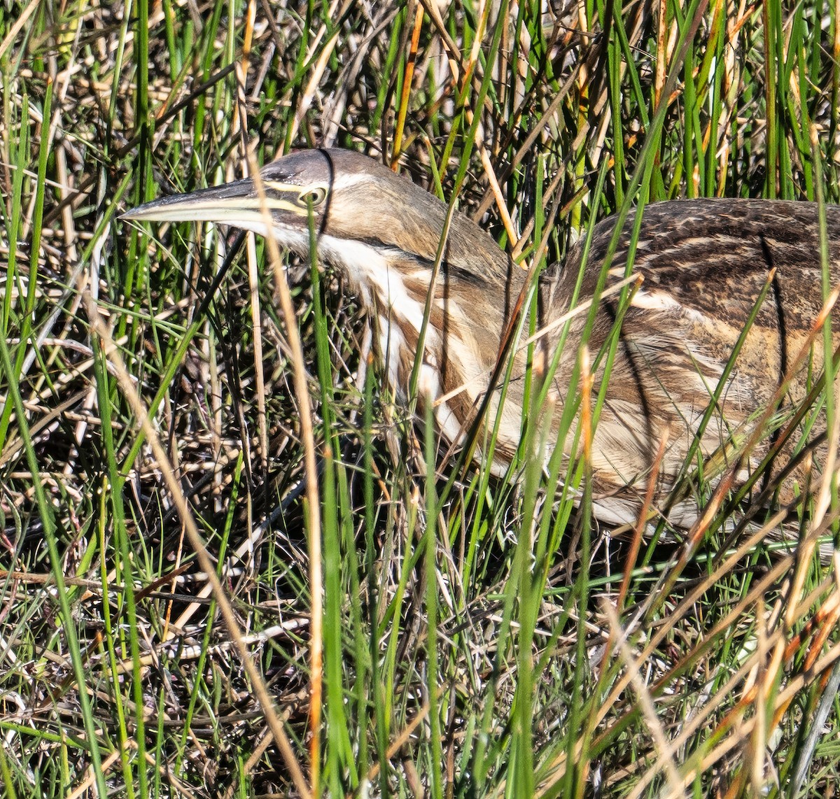 Бугай американський - ML647844564