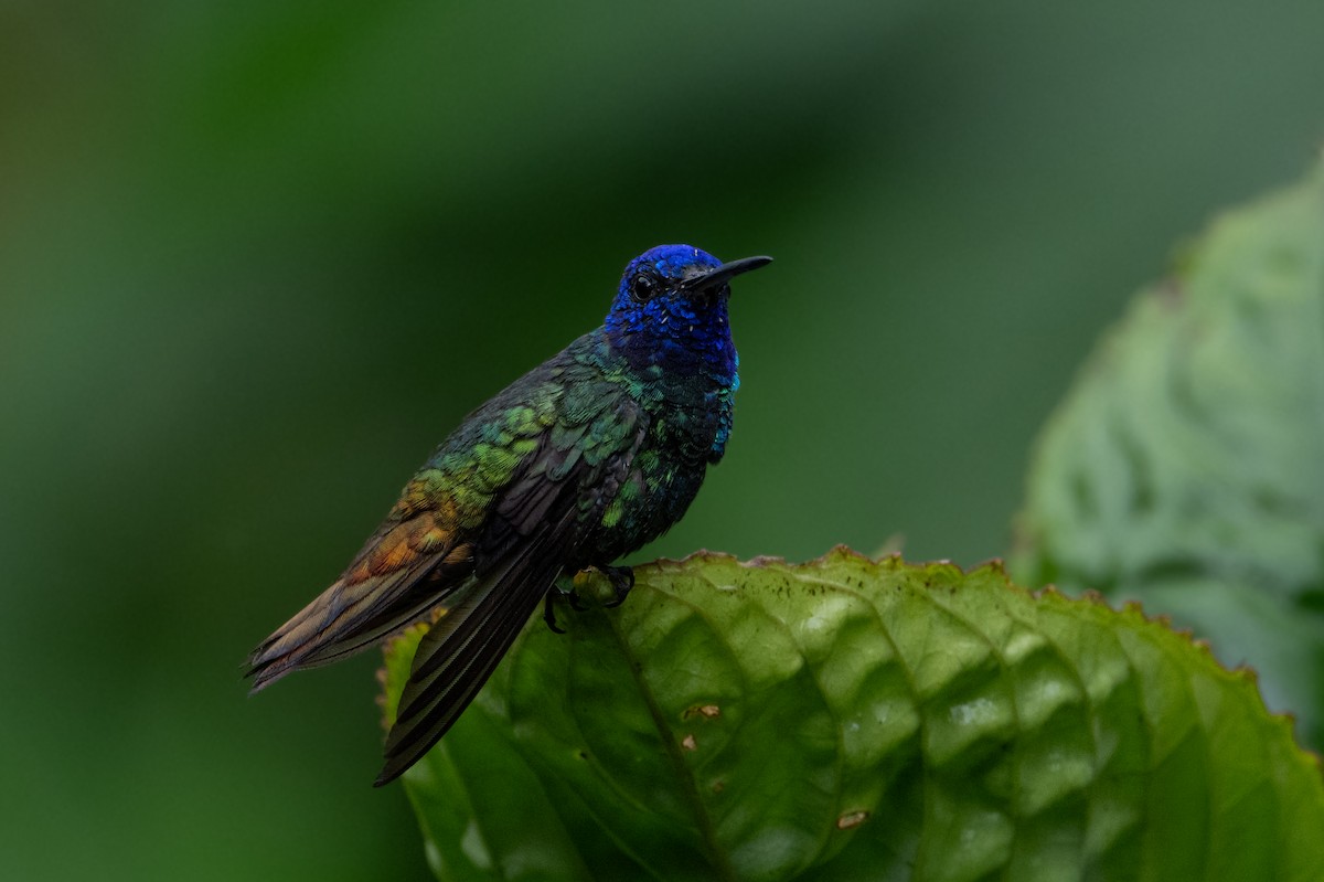 Golden-tailed Sapphire - ML647844577