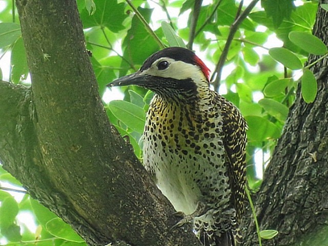 Carpintero Real - ML647844615