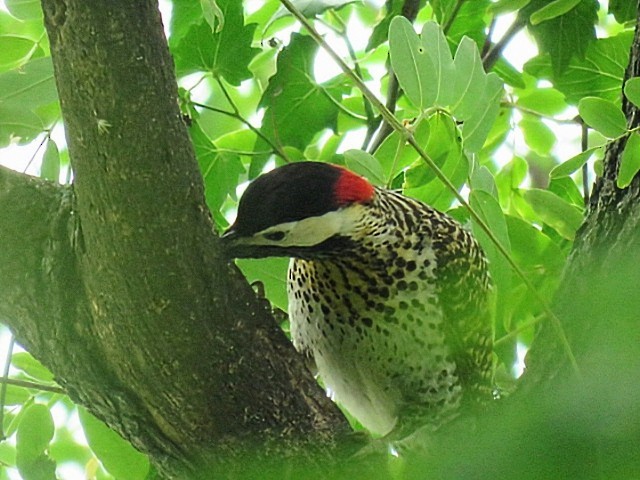 Carpintero Real - ML647844616