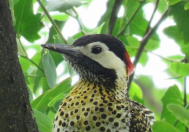 Carpintero Real - ML647844617