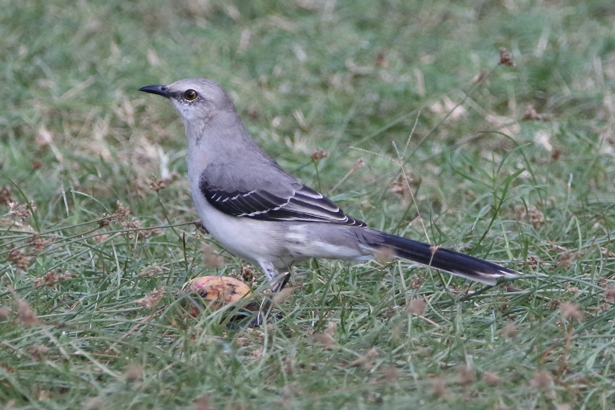 Tropikal Taklitçi - ML647844621