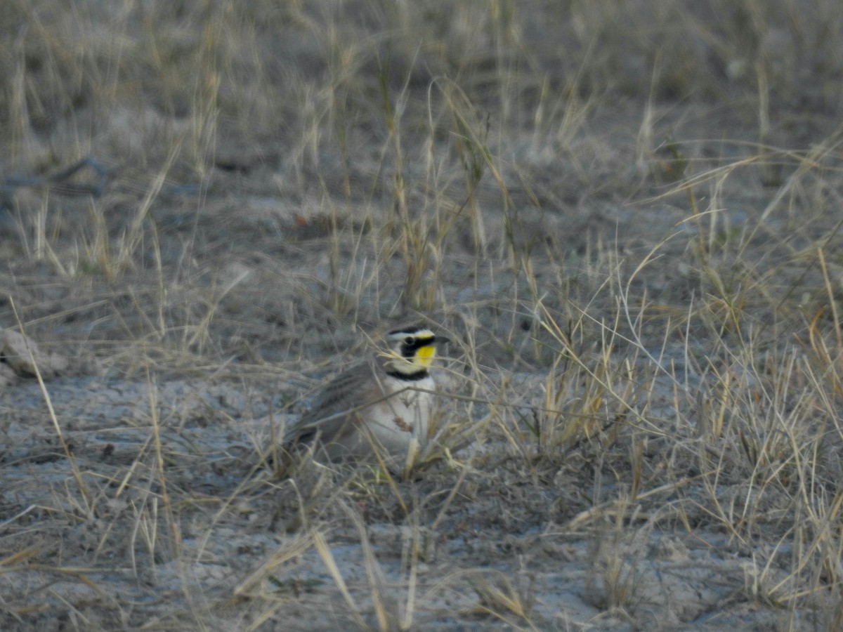 ハマヒバリ - ML647844646