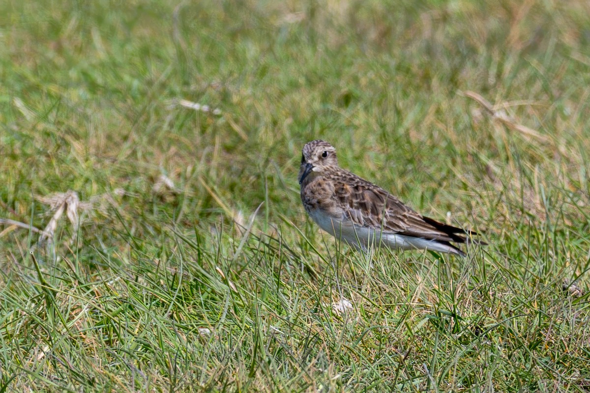 bonapartesnipe - ML647844653