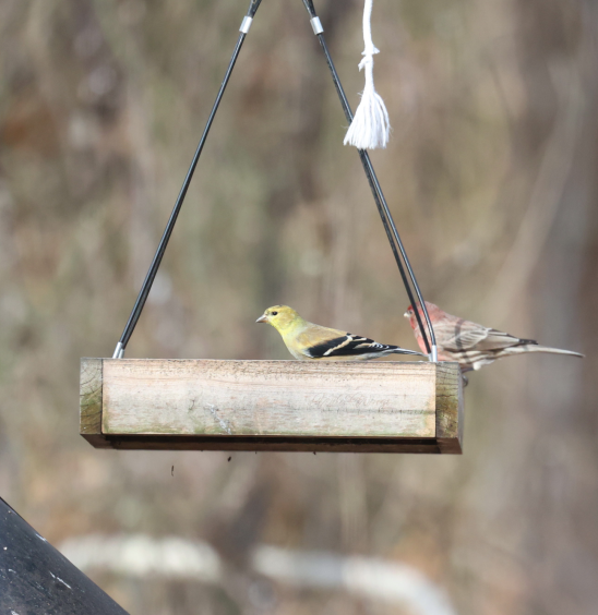 gulstillits - ML647844667