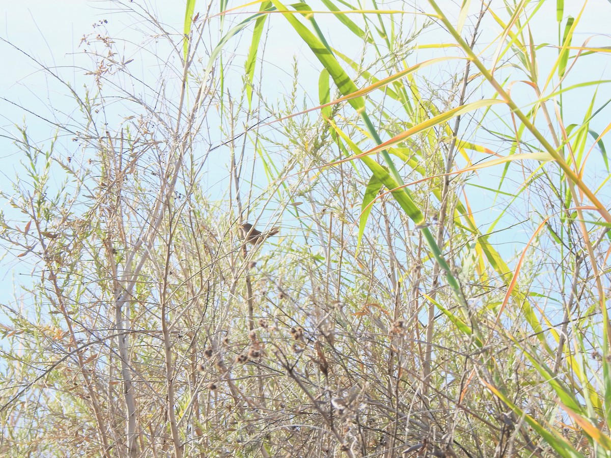 Northern House Wren - ML647844673