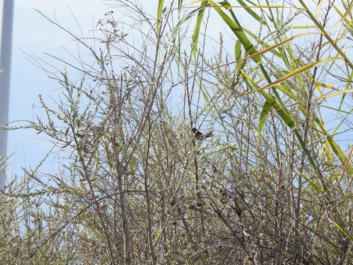 Northern House Wren - ML647844675