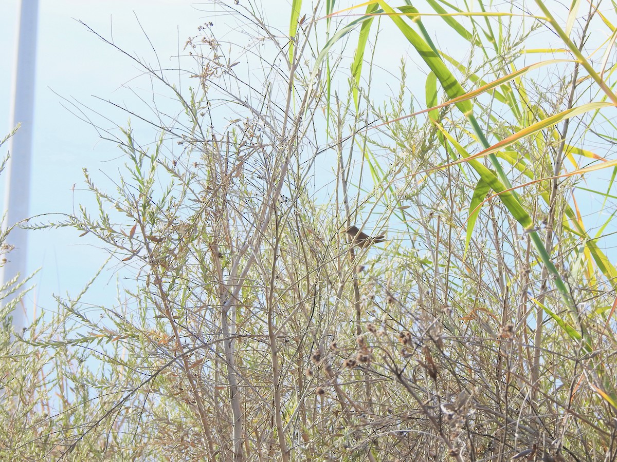 Northern House Wren - ML647844683