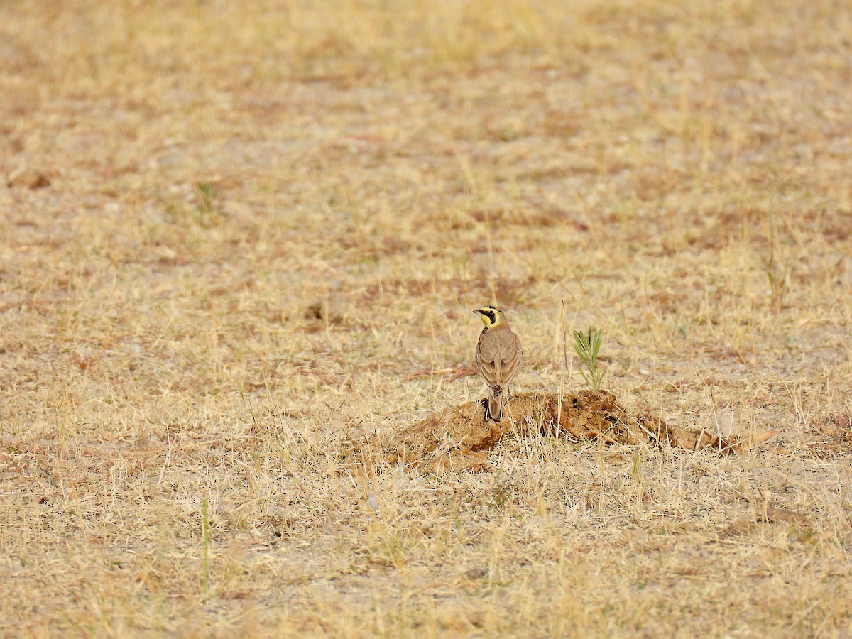 ハマヒバリ - ML647844687