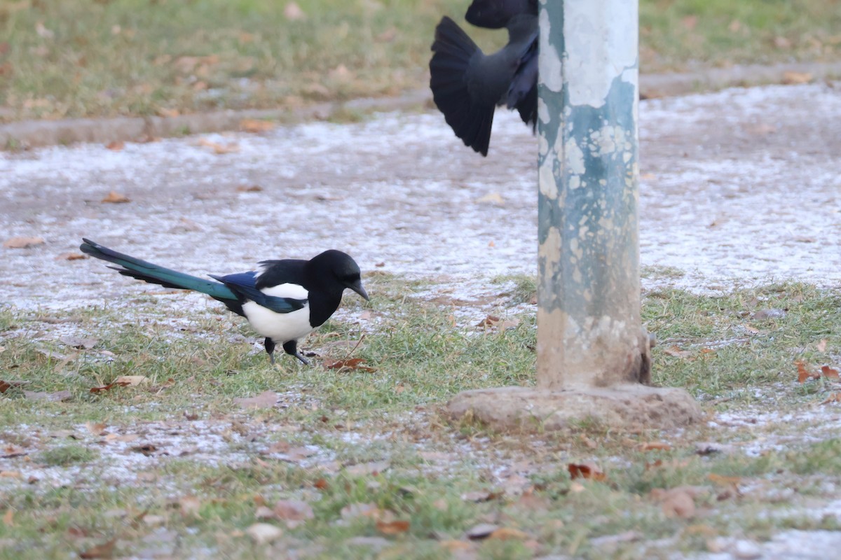 Сорока звичайна - ML647844725