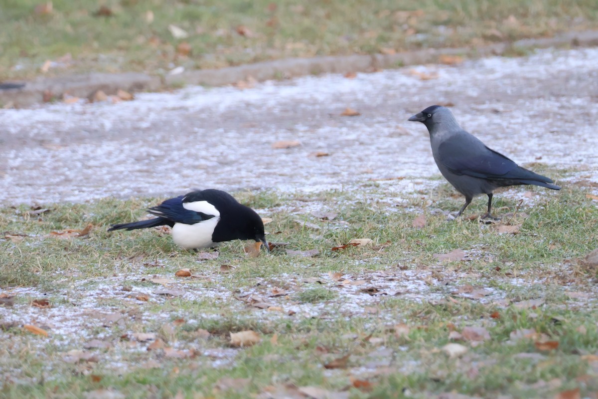 Сорока звичайна - ML647844726