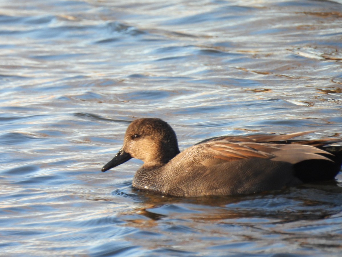 Серая утка - ML647844756