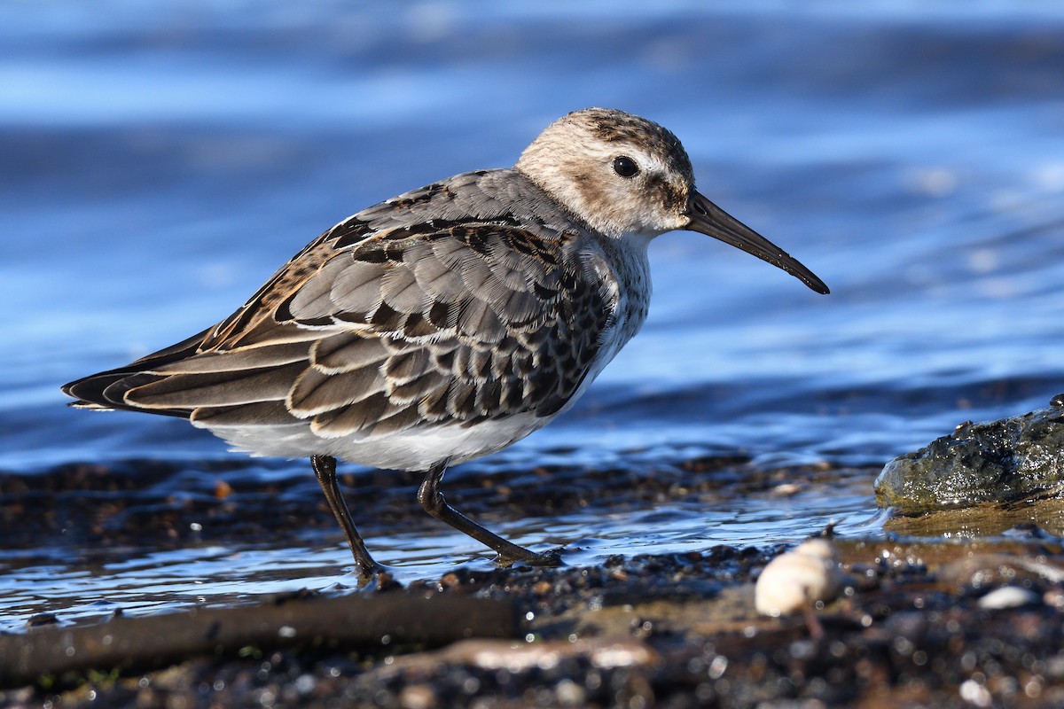 Побережник чорногрудий - ML647844757
