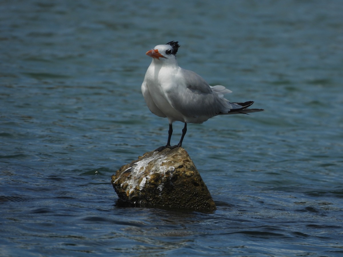 Крячок королівський - ML647844781