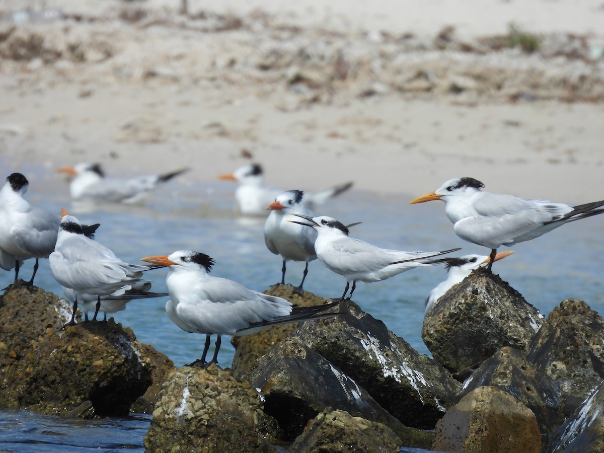 Крячок королівський - ML647844782