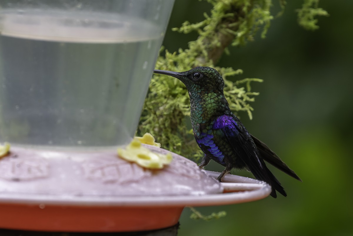 Колібрі-лісовичок фіолетоволобий - ML647844789