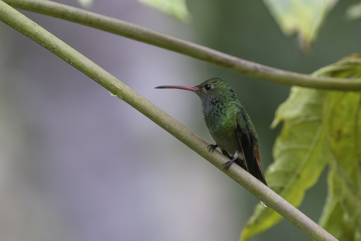 Цакатл - ML647844792