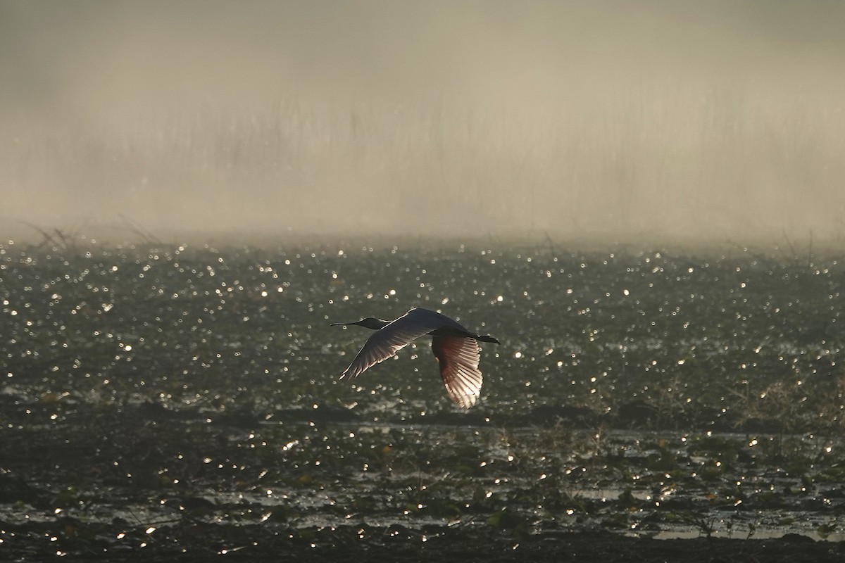 Косар рожевий - ML647844793