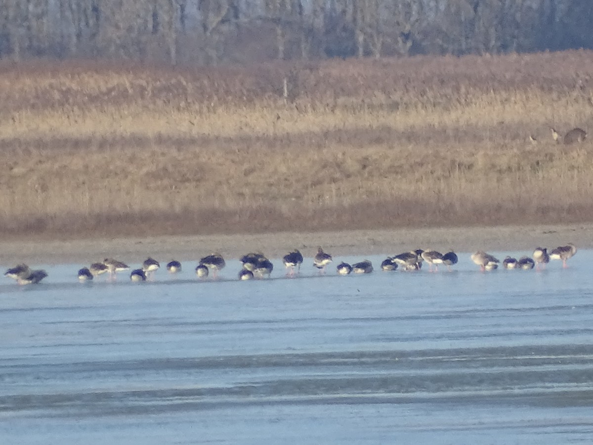 Гуска білолоба - ML647844794