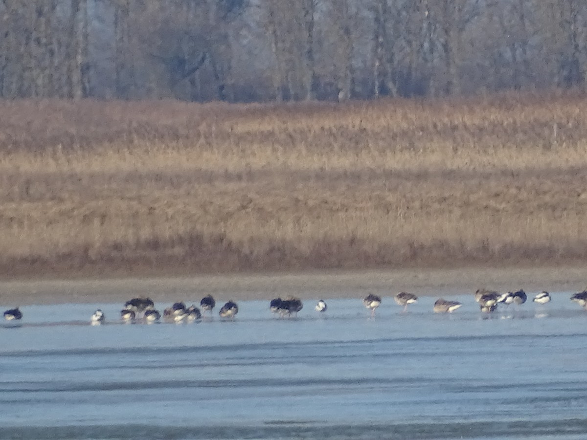 Гуска білолоба - ML647844795