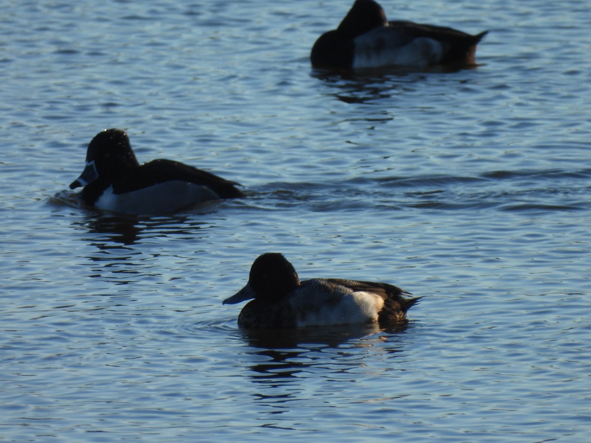 Чернь американська - ML647844796