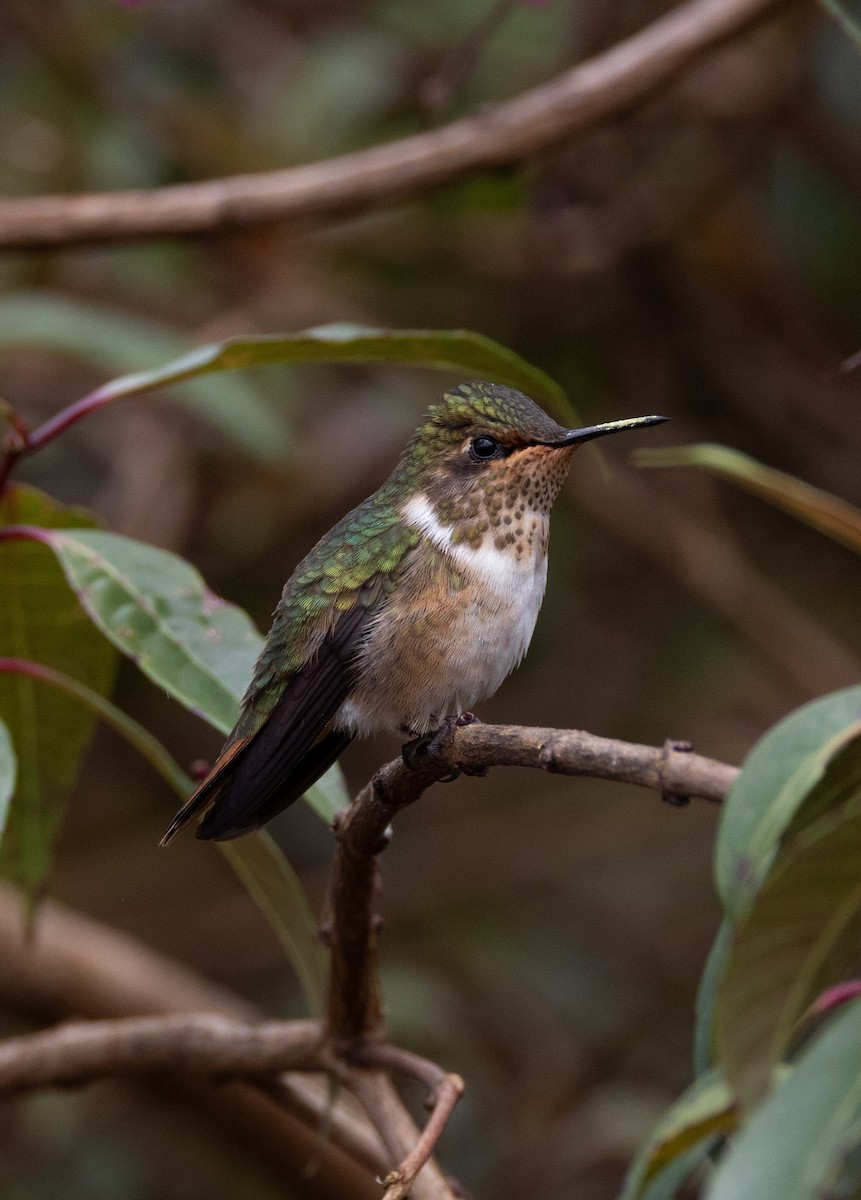 Колібрі-крихітка пурпуровогорлий - ML647844797