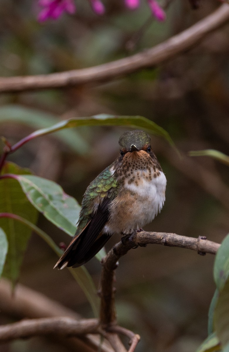 Колібрі-крихітка пурпуровогорлий - ML647844798