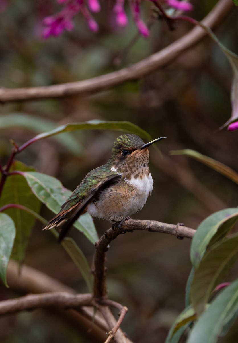 Колібрі-крихітка пурпуровогорлий - ML647844799