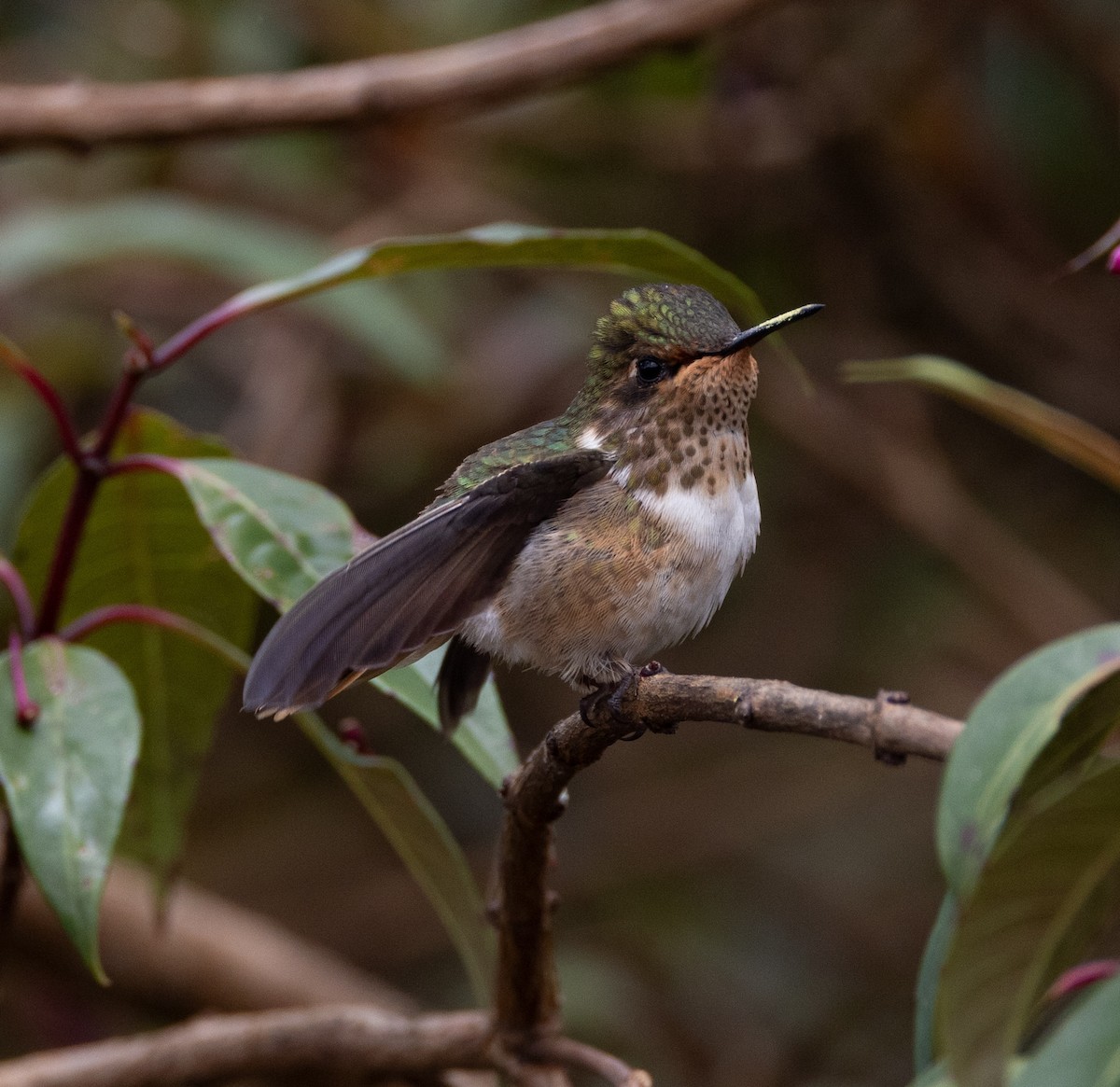 Колібрі-крихітка пурпуровогорлий - ML647844800