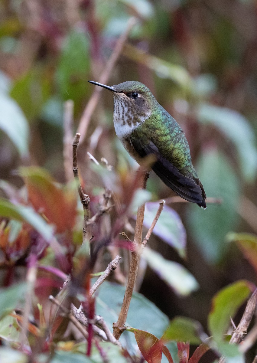 Колібрі-крихітка пурпуровогорлий - ML647844801