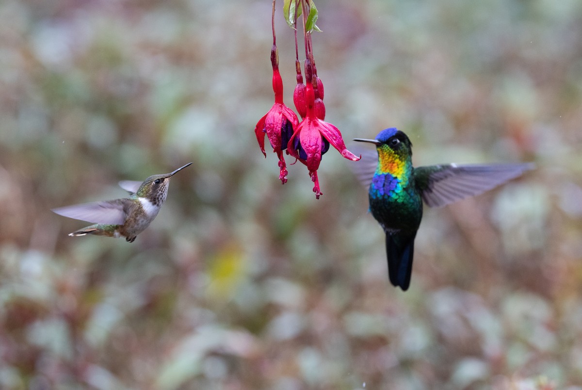 Колібрі-крихітка пурпуровогорлий - ML647844802