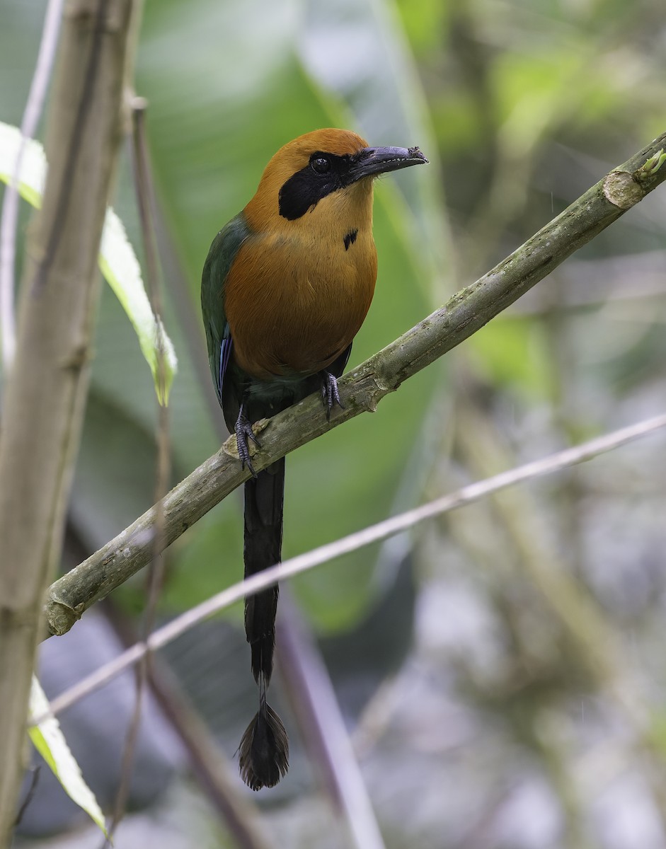 Момот амазонійський - ML647844803