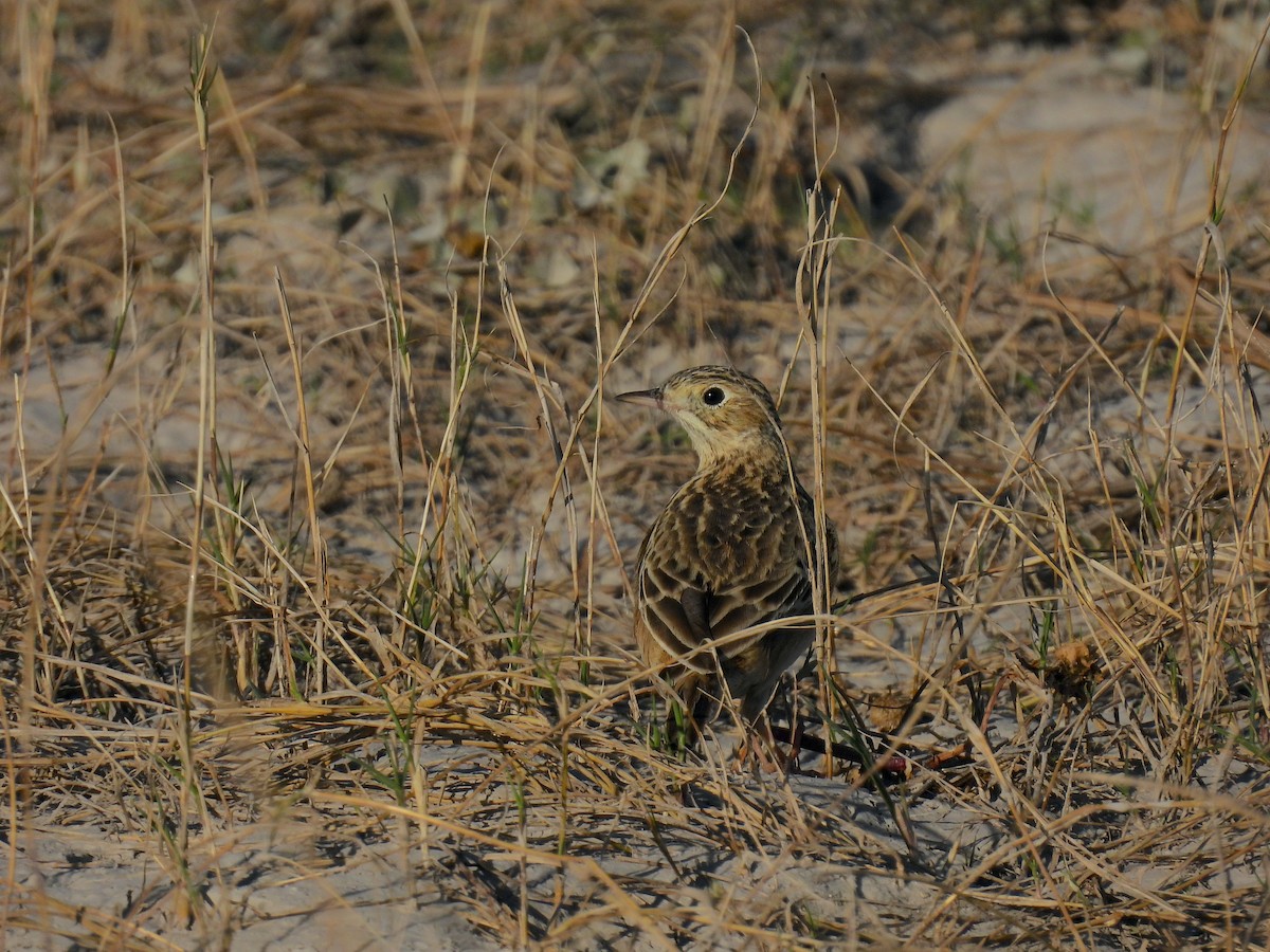 Щеврик прерієвий - ML647844805