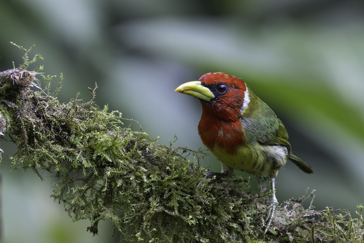 Евбуко андський - ML647844806