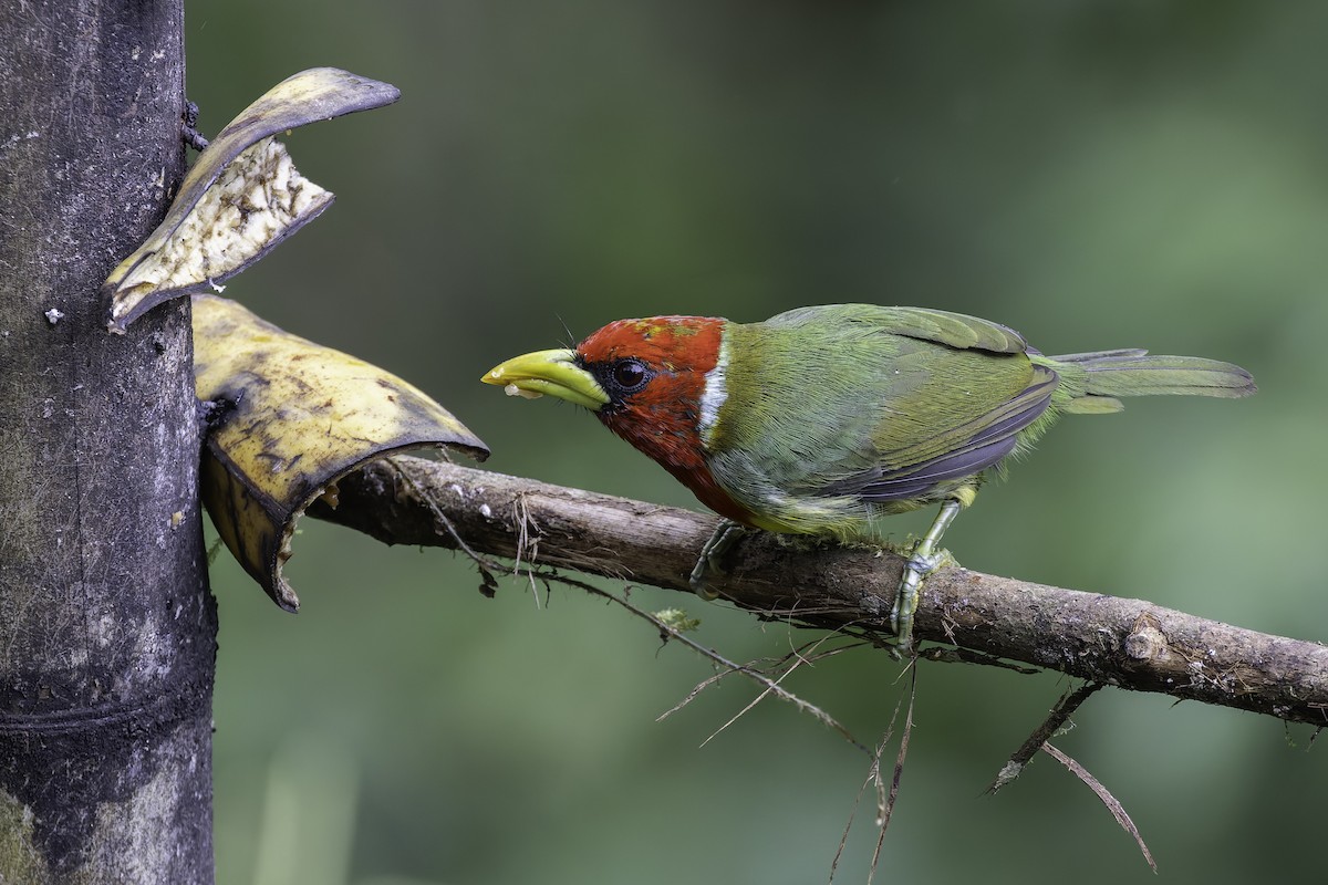 Евбуко андський - ML647844807