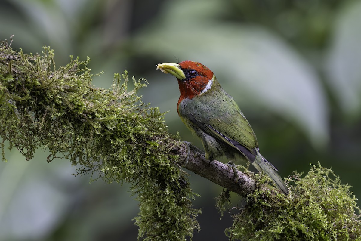 Евбуко андський - ML647844808
