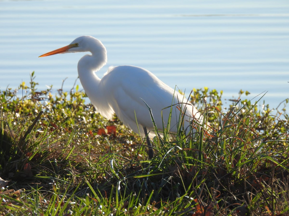 Чепура велика (підвид egretta) - ML647844809