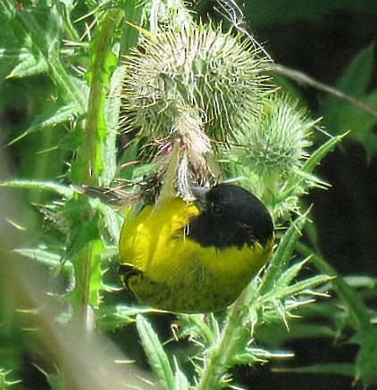 Чиж чорноголовий - ML647844810